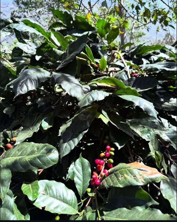 Café Jomaleik 1 Kg - Imagen 2