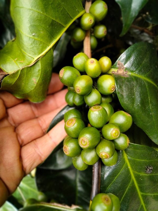 Café Jomaleik 1 Kg - Imagen 5